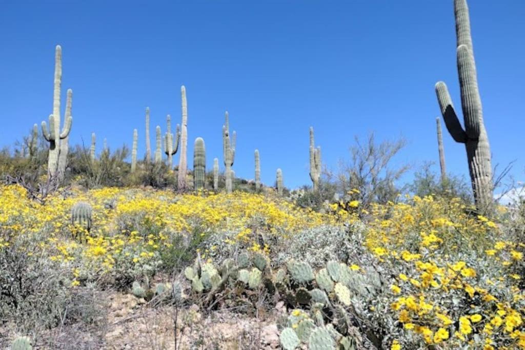 Вилла Tucson Mnt Foothills Saguaro Bliss Экстерьер фото